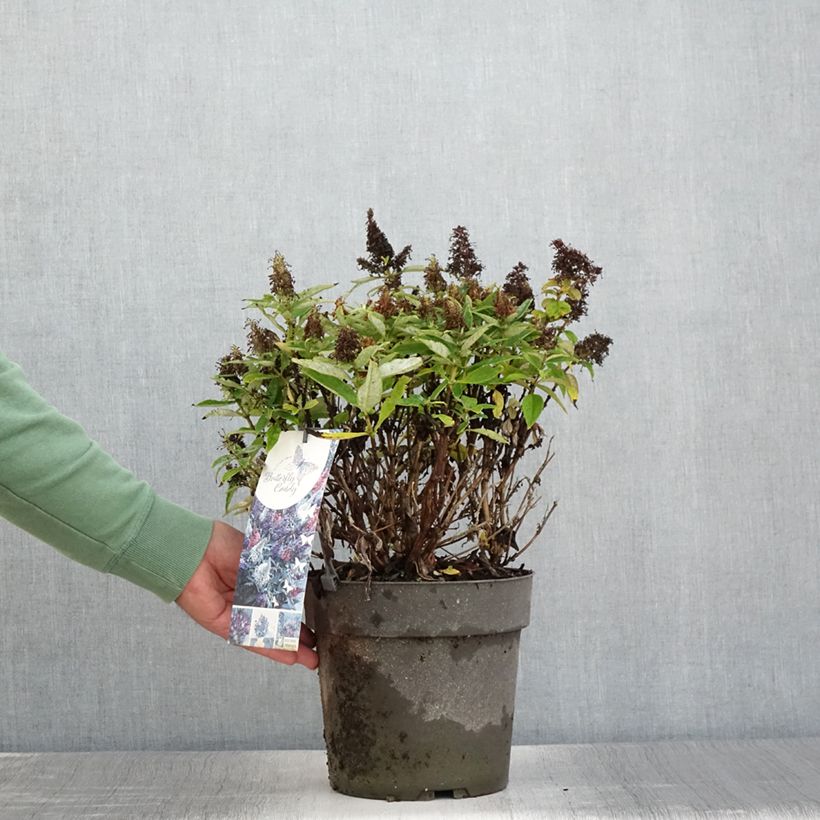 Spécimen de Buddleja davidii Butterfly Candy Trio Little Purple, Litttle Pink, Little Lila - Arbres aux papillons nains  Pot de 6L/7L tel que livré en été