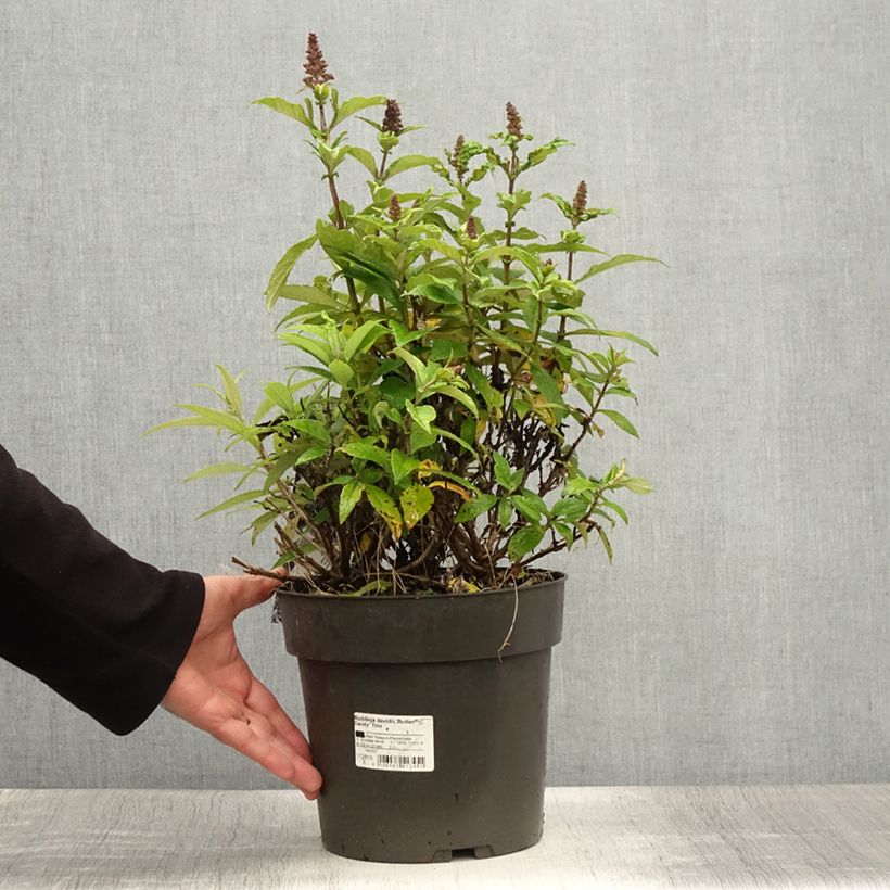Spécimen de Buddleja davidii Butterfly Candy Trio Little Sweetheart, White, Little Ruby - Arbres à papillons nains Pot de 6L/7L tel que livré en été