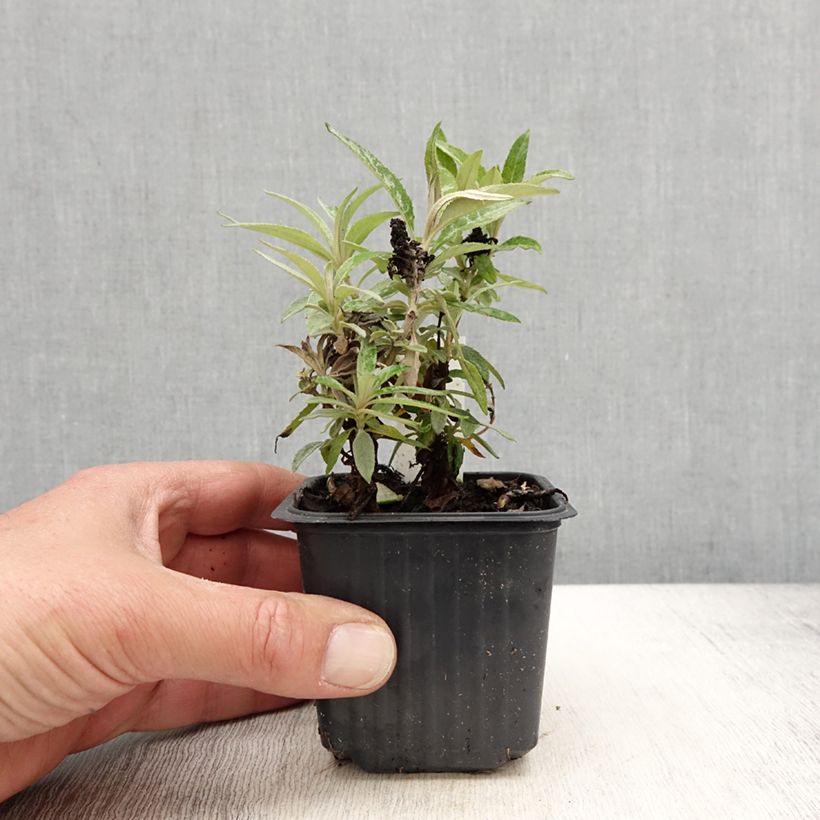 Spécimen de Buddleja davidii Butterfly CandyLittle Purple - Arbre aux papillons nain - Godet de 8/9 cm tel que livré au printemps