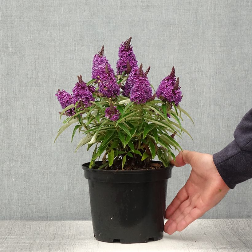 Spécimen de Buddleja davidii Butterfly CandyLittle Purple - Arbre aux papillons nain Pot de 3L/4L tel que livré en été