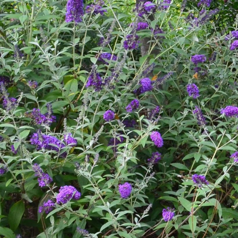 Buddleja davidii Groovy Grape - Arbre à papillons (Floraison)