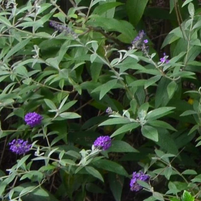 Buddleja davidii Groovy Grape - Arbre à papillons (Feuillage)