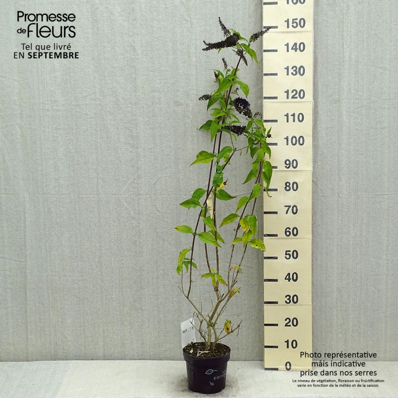 Spécimen de Buddleja davidii Groovy Grape - Arbre à papillons Pot de 3L/4L tel que livré en été