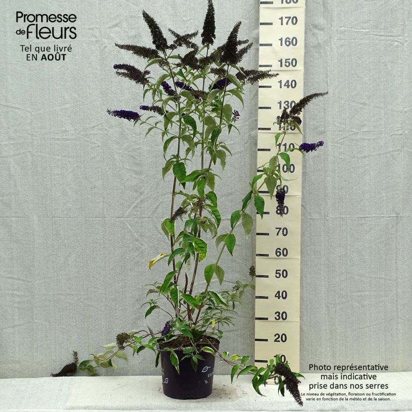Spécimen de Buddleja davidii Groovy Grape - Arbre à papillons Pot de 7,5L/10L tel que livré en été