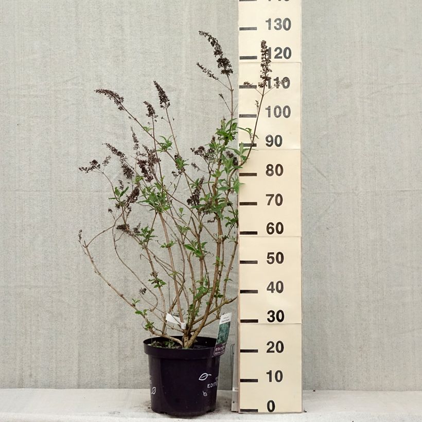 Spécimen de Buddleja davidii Groovy Grape - Arbre à papillons en pot de 7,5l/10l tel que livré au printemps