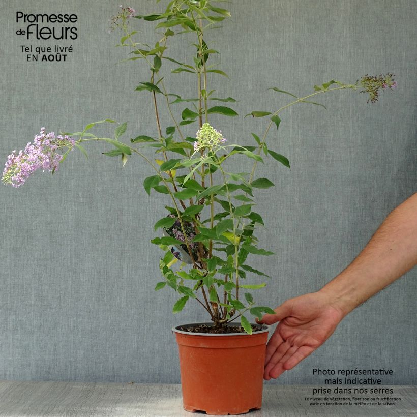 Spécimen de Buddleja davidii Gulliver - Arbre à papillons Pot de 3L/4L tel que livré en été
