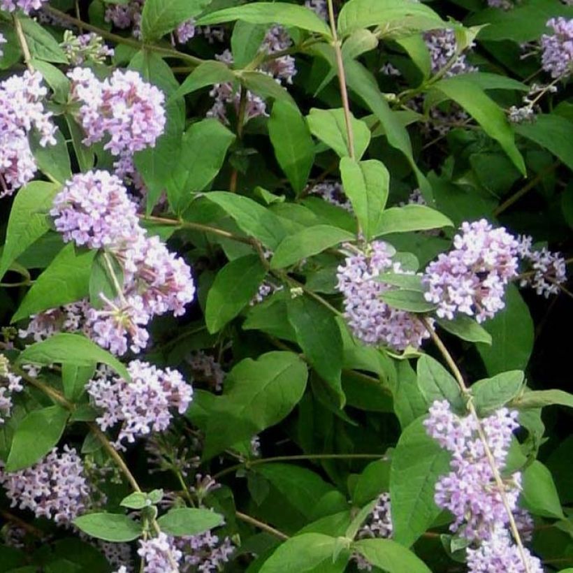 Buddleja delavayi - Arbre à papillons (Feuillage)