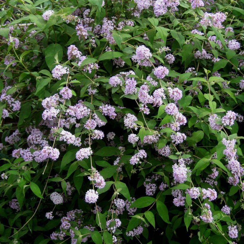 Buddleja delavayi - Arbre à papillons (Floraison)