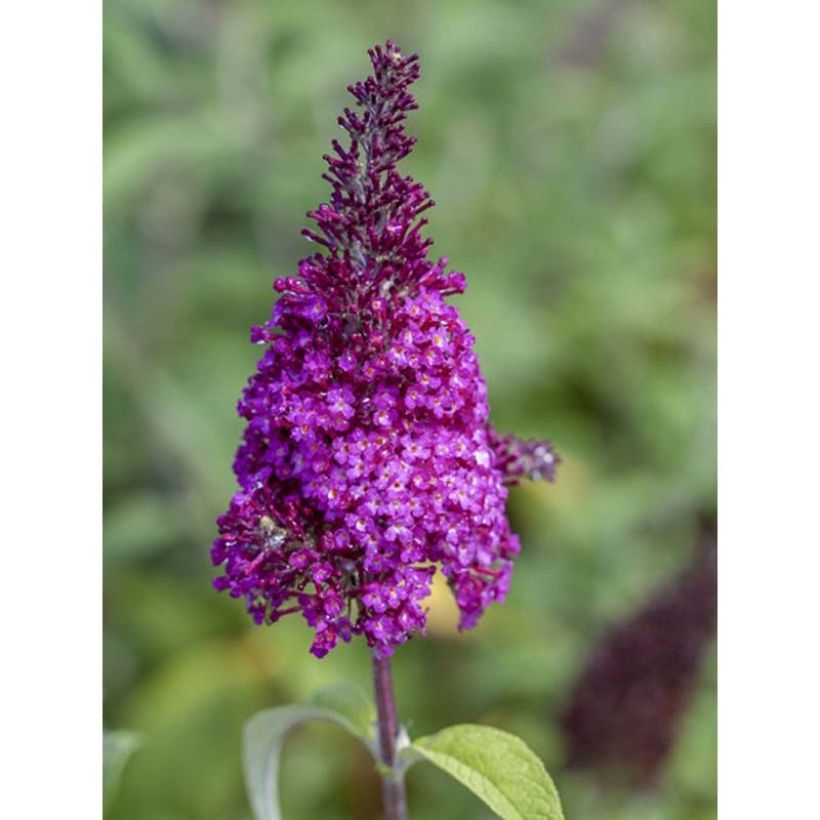 Buddleja Funky Fuchsia - Arbre aux papillons (Floraison)