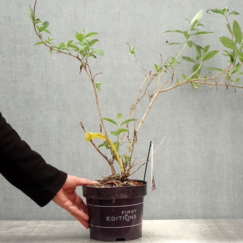 Spécimen de Buddleja Funky Fuchsia - Arbre aux papillons Pot de 2L/3L tel que livré au printemps