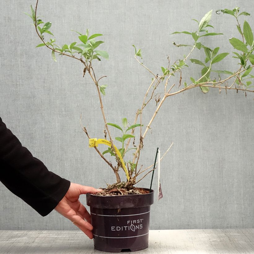 Spécimen de Buddleja Funky Fuchsia - Arbre aux papillons tel que livré au printemps