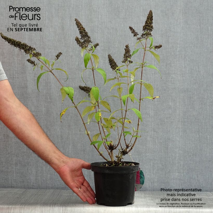 Spécimen de Buddleja Peacock - Arbre aux papillons Pot de 3L/4L tel que livré en été