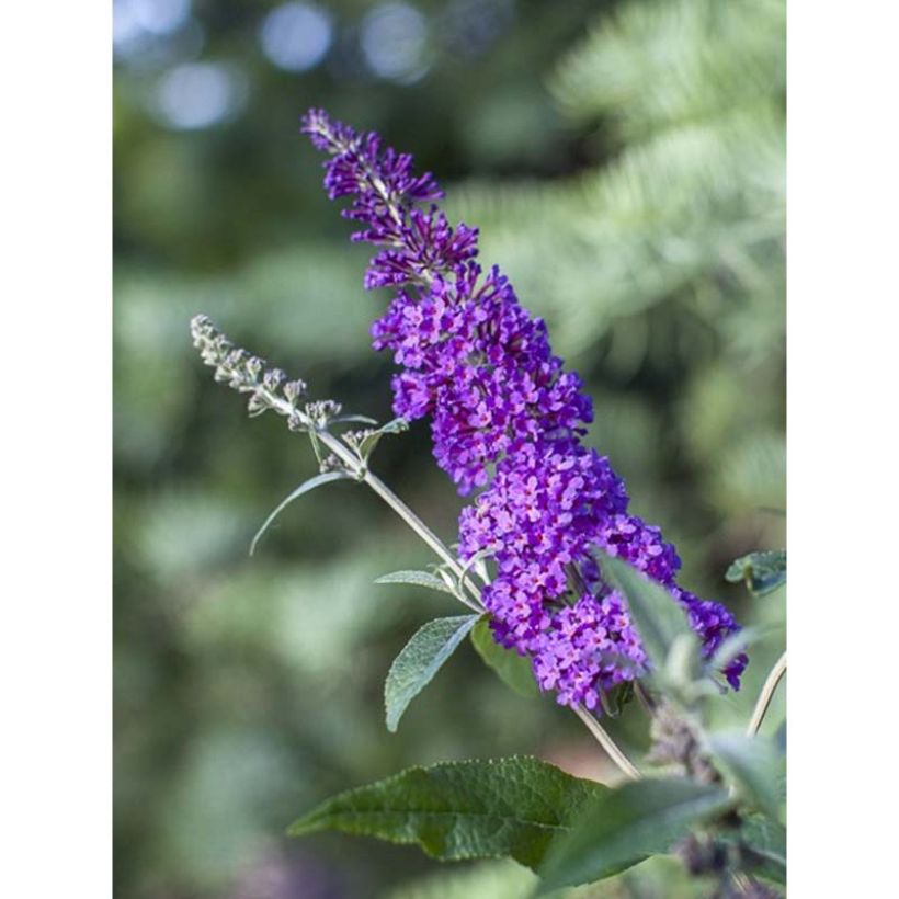 Buddleja Psychedelic Sky - Arbre aux papillons (Floraison)