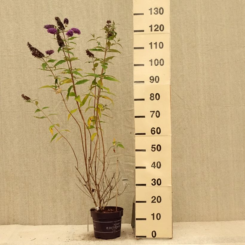 Spécimen de Buddleja Psychedelic Sky - Arbre aux papillons Pot de 2L/3L tel que livré en été