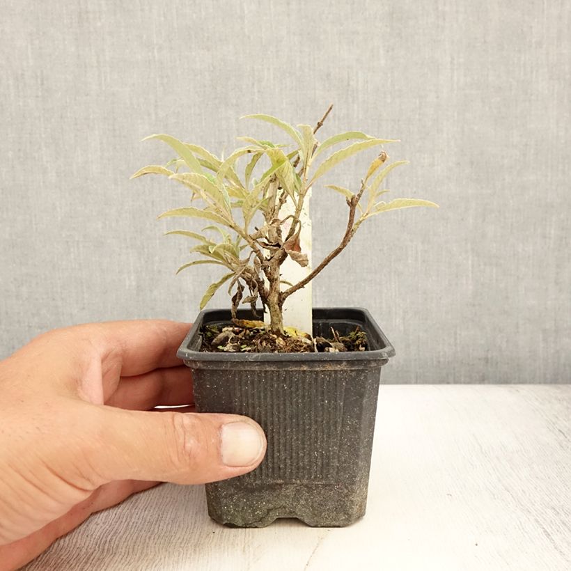 Spécimen de Buddleja Wisteria Lane - Arbre à papillons Godet de 8/9 cm tel que livré en été