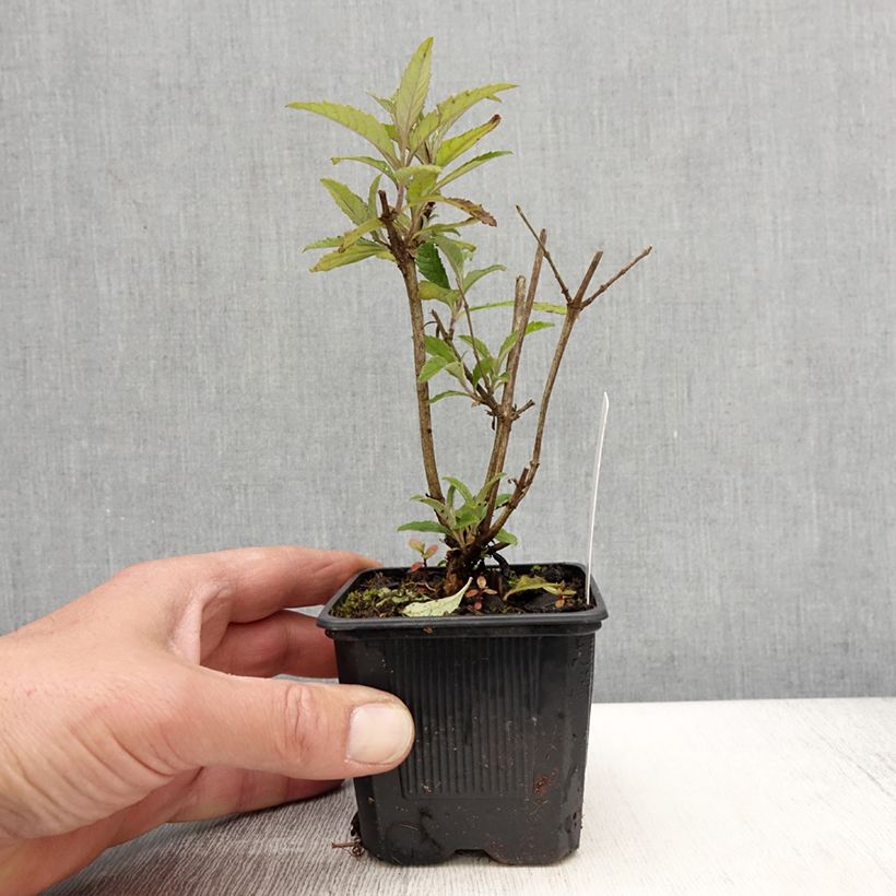 Spécimen de Buddleja Wisteria Lane - Arbre à papillons - Godet de 8/9 cm tel que livré au printemps