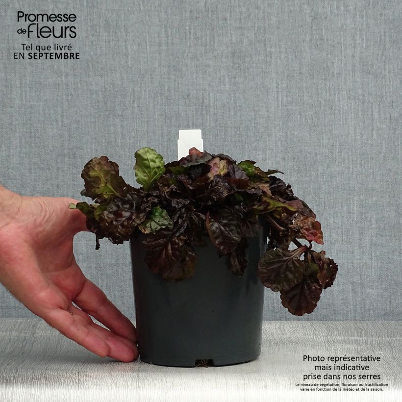 Spécimen de Bugle rampante - Ajuga reptans Black Scallop Pot de 2L/3L tel que livré en été