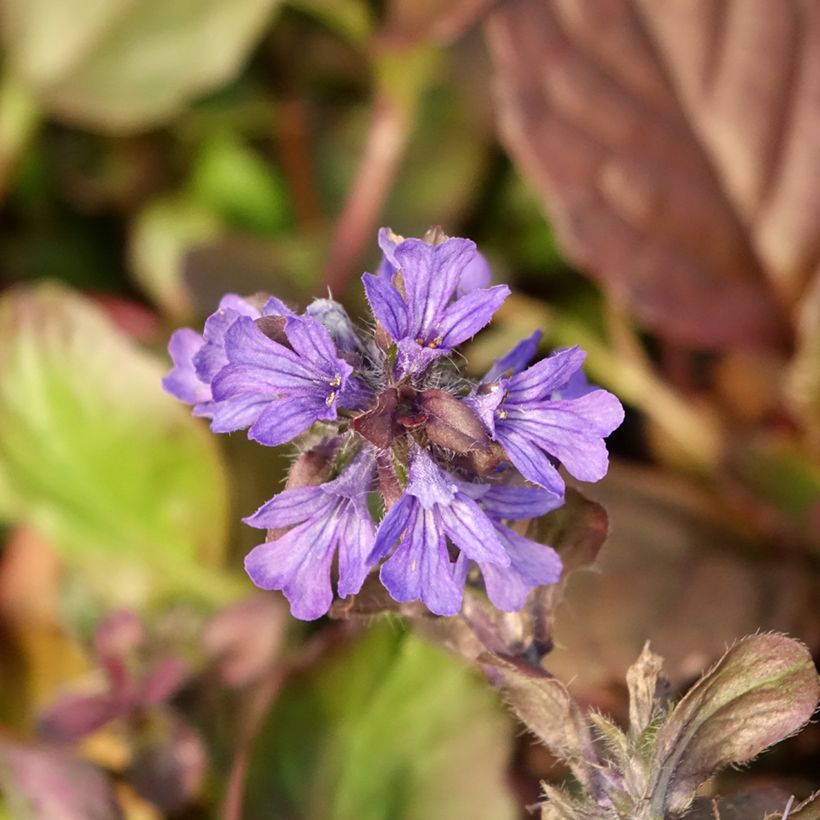 Bugle rampante - Ajuga reptans Catlin's Giant (Floraison)
