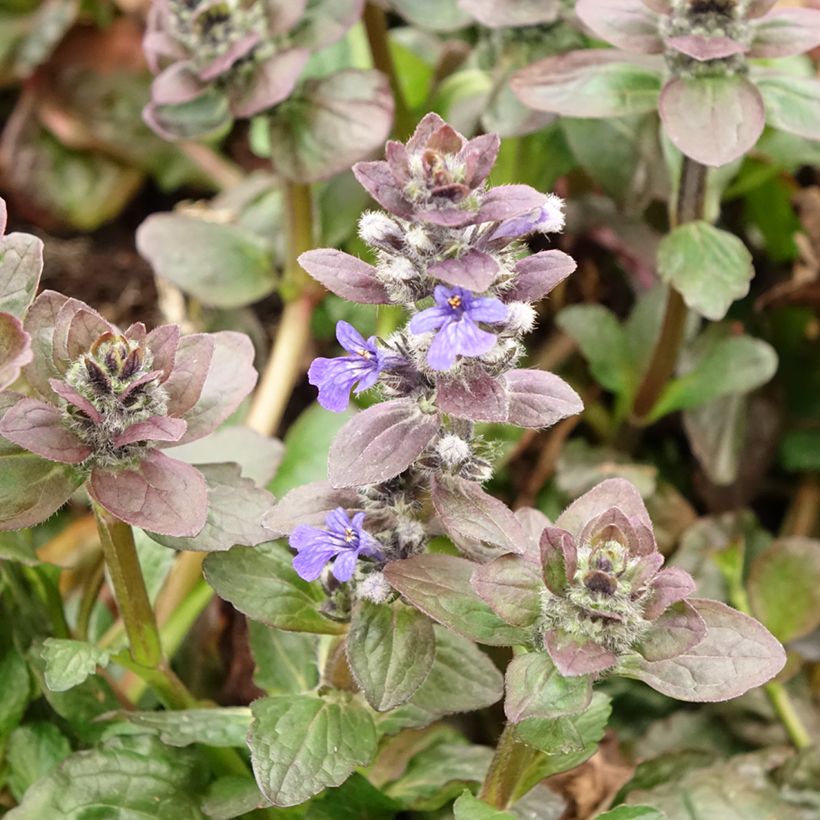 Bugle rampante - Ajuga reptans Catlin's Giant (Floraison)
