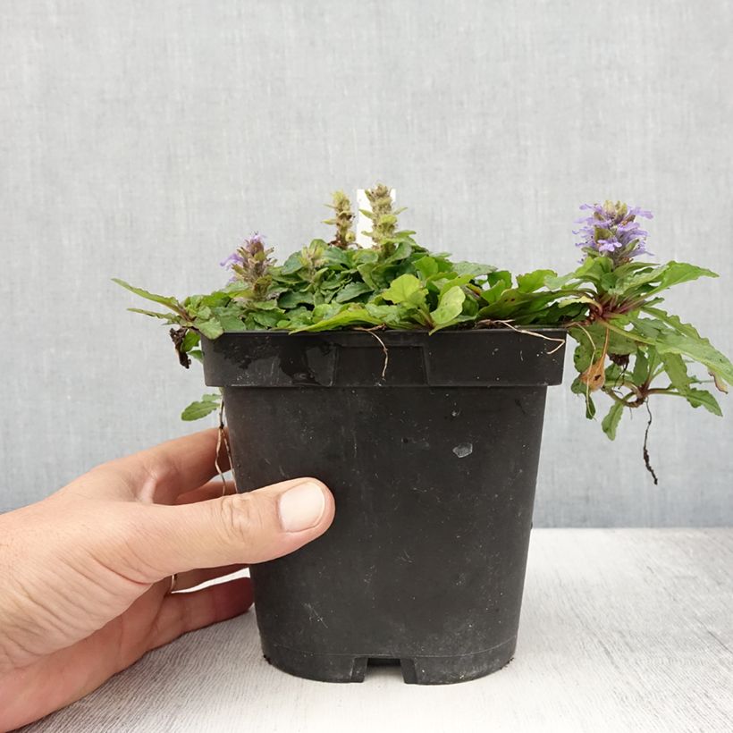 Spécimen de Bugle rampante - Ajuga reptans Pot de 2L/3L tel que livré en été