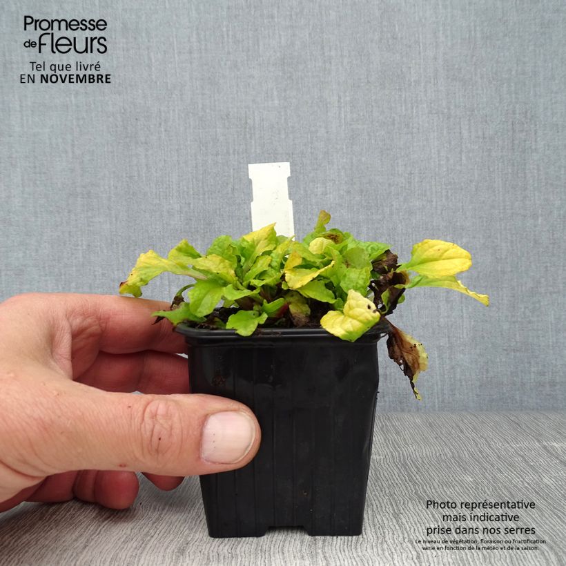 Spécimen de Bugle rampante - Ajuga reptans Gold Chang Godet de 8/9 cm tel que livré en automne