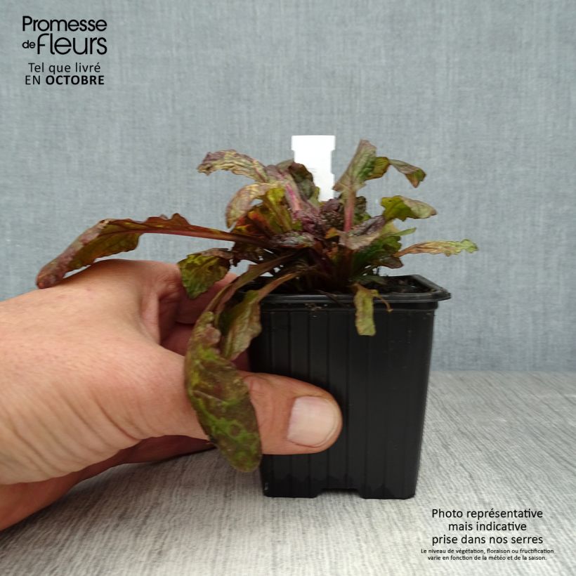 Spécimen de Bugle rampante - Ajuga reptans Multicolor (Rainbow) Godet de 8/9 cm tel que livré en automne