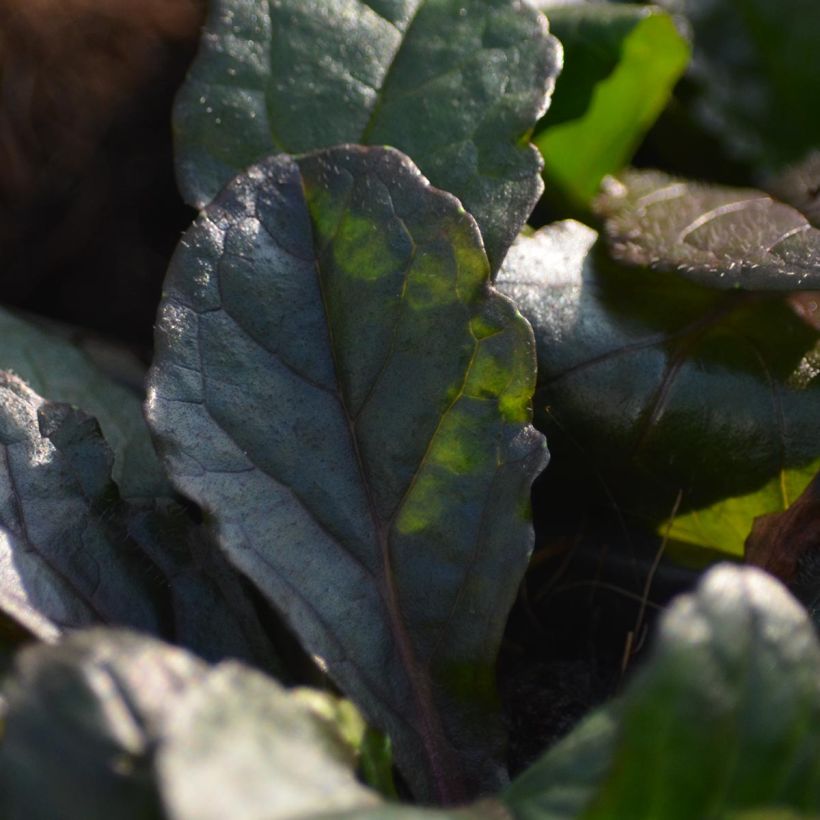 Bugle rampante - Ajuga reptans Purple Torch (Feuillage)