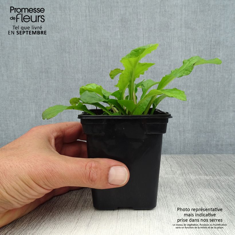 Spécimen de Bugle rampante - Ajuga reptans Purple Torch Godet de 7/8 cm tel que livré en été