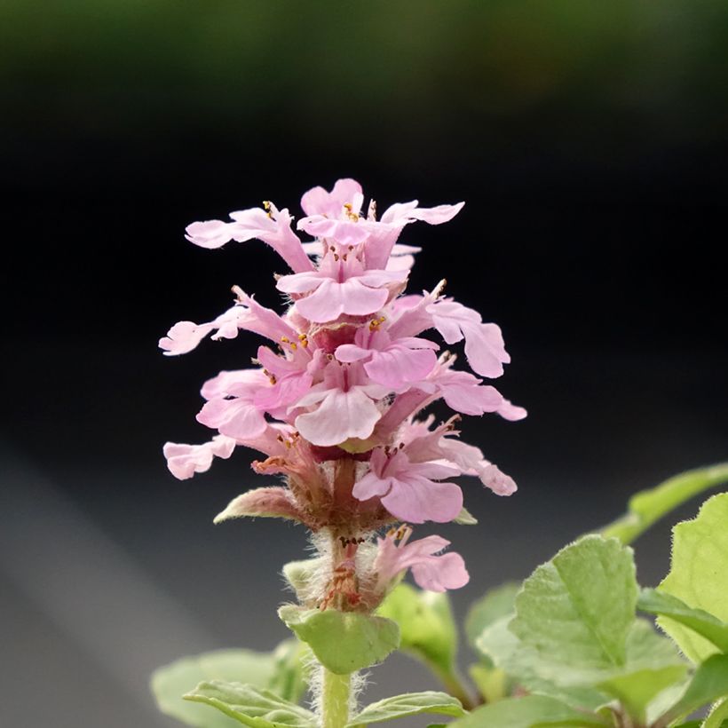 Bugle rampante, Ajuga reptans Rosea (Floraison)