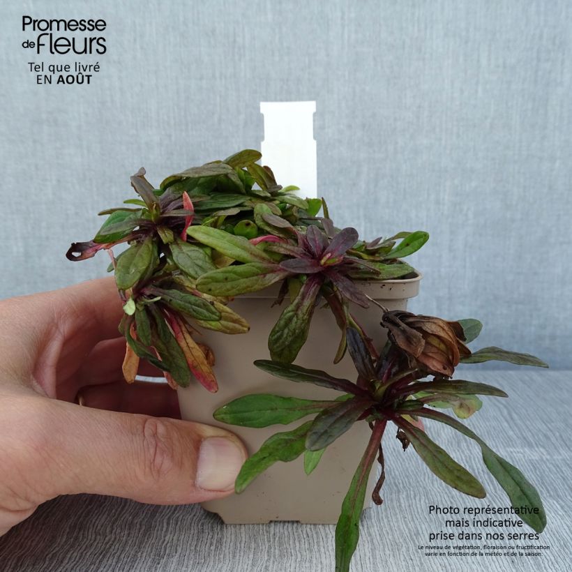 Spécimen de Bugle rampante - Ajuga tenorii Dixie Chip Godet de 8/9 cm tel que livré en été