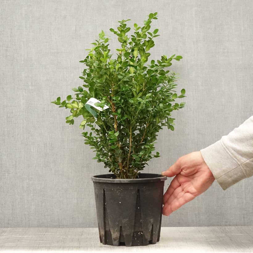 Spécimen de Buis - Buxus microphylla Faulkner  Pot de 2L/3L tel que livré en été