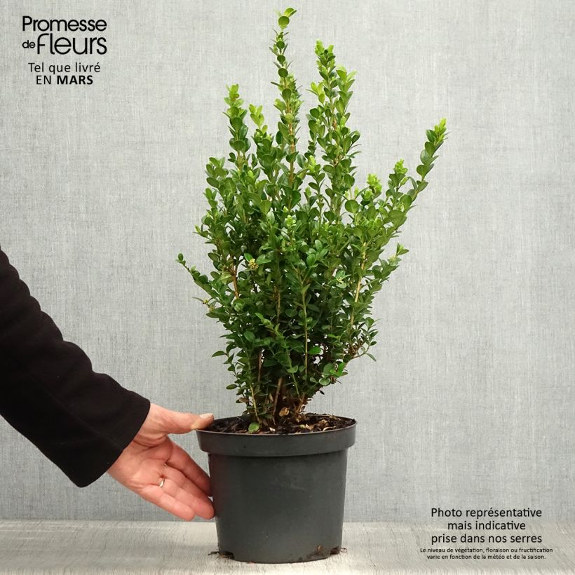Spécimen de Buis - Buxus microphylla Faulkner en pot de 2L/3L forme libre tel que livré au printemps