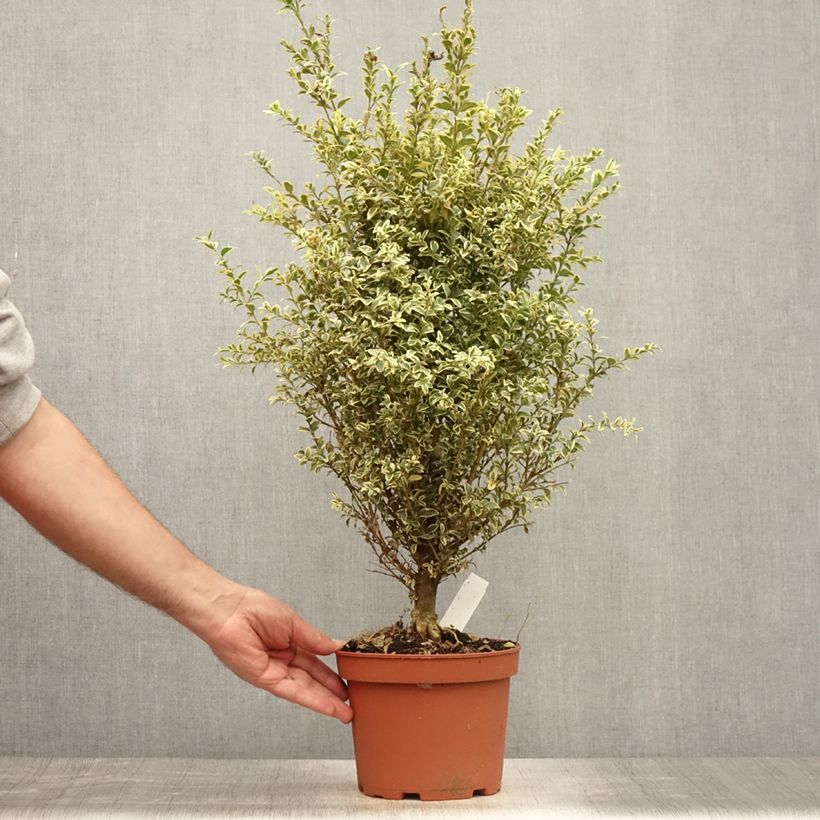 Spécimen de Buis commun panaché - Buxus sempervirens Elegans Pot de 2L/3L tel que livré en été