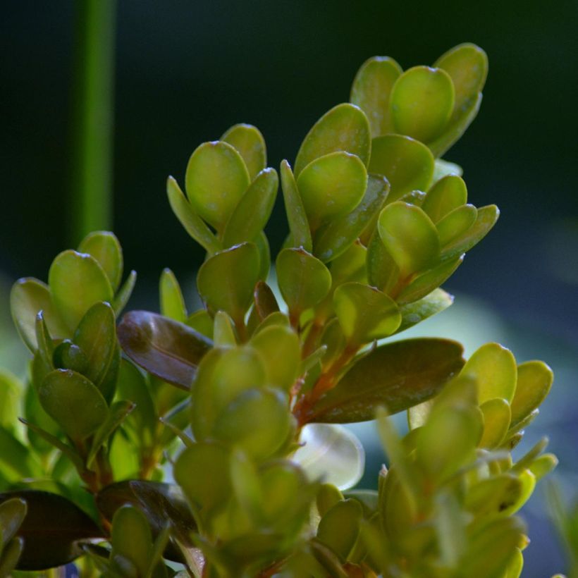 Buis de haie - Buxus sempervirens Suffruticosa en godet (Feuillage)