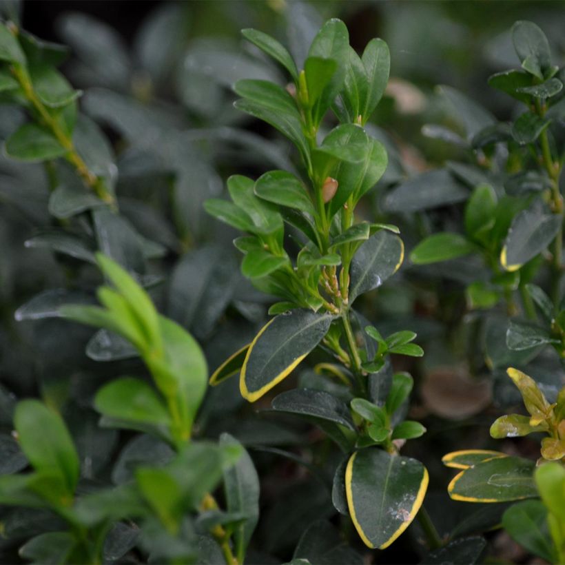 Buis boule - Buxus sempervirens (Feuillage)