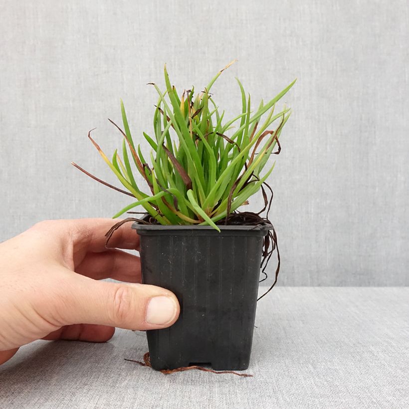 Spécimen de Bulbine frutescens Avera Sunset Orange Godet de 8/9 cm tel que livré en hiver