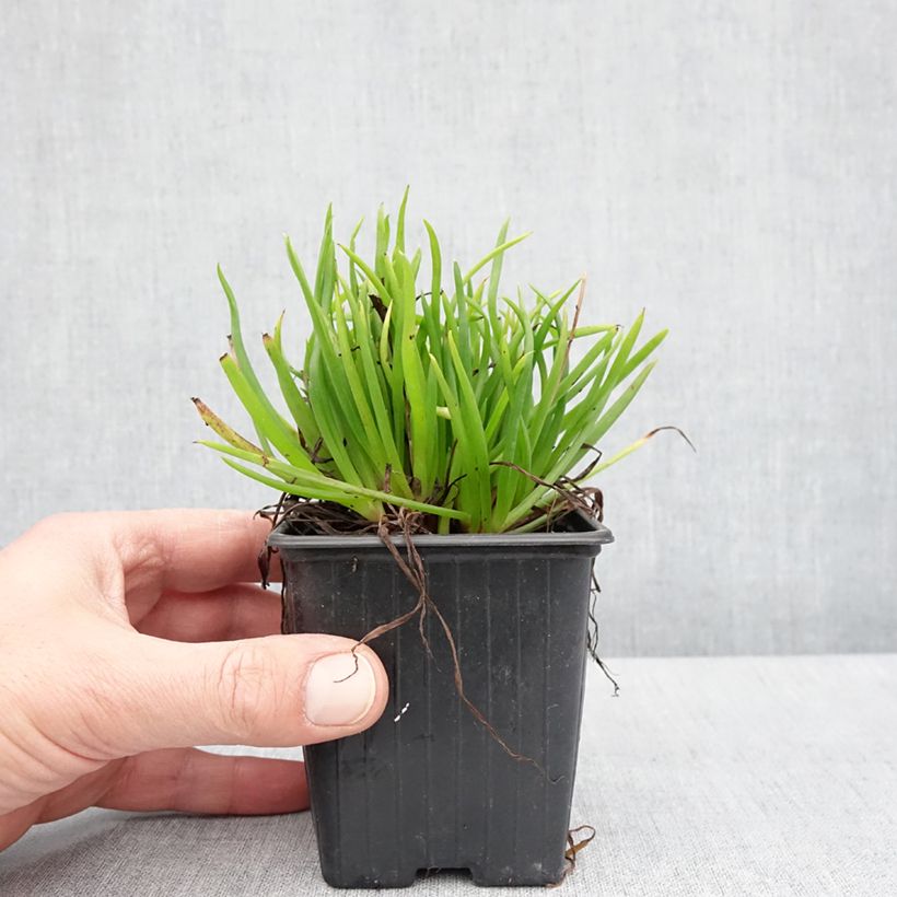 Spécimen de Bulbine frutescens Avera Sunset Orange - Godet de 8/9 cm tel que livré au printemps