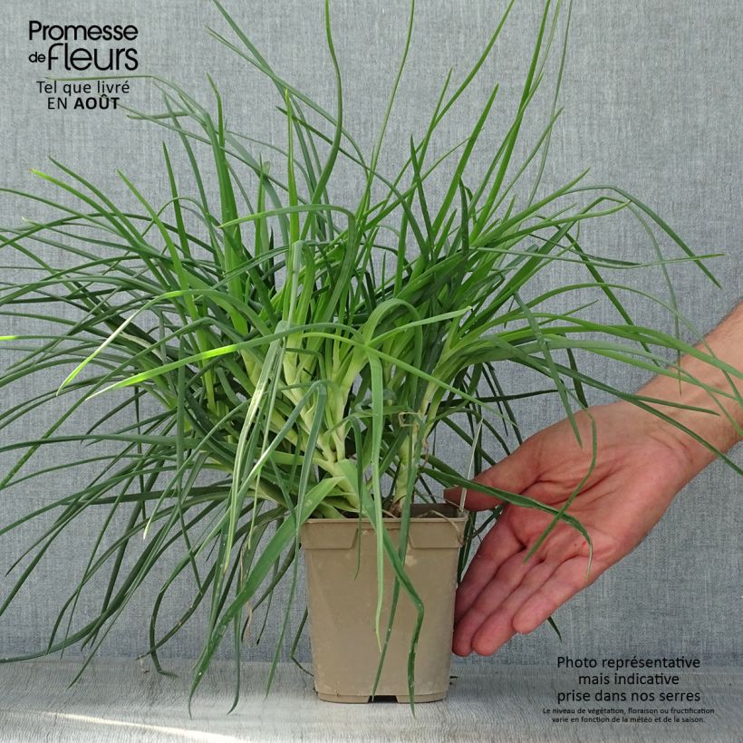 Spécimen de Bulbine frutescens - Bulbine jaune Pot de 1L/1,5L tel que livré en été