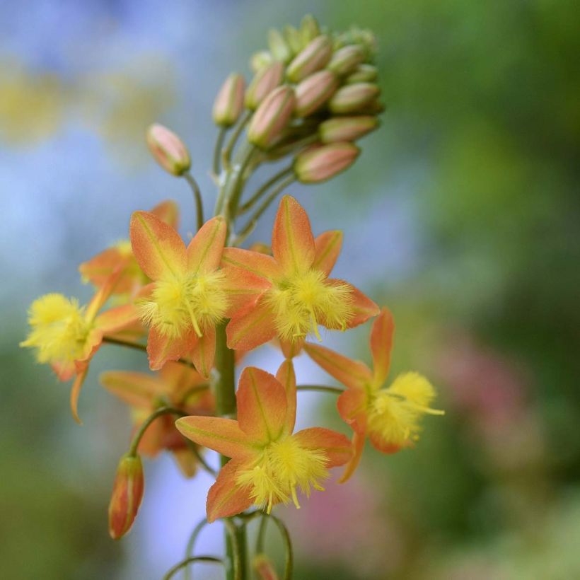 Bulbine frutescens - Bulbine jaune (Floraison)