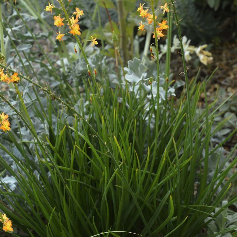 Bulbine frutescens - Bulbine jaune (Port)