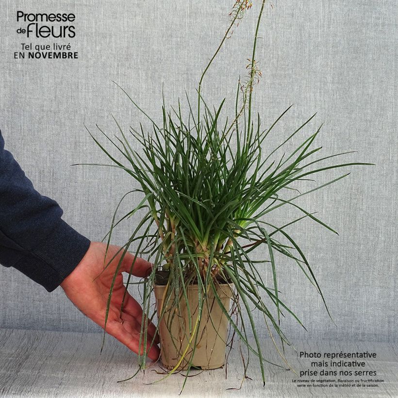 Spécimen de Bulbine frutescens Hallmarck Pot de 1L/1,5L tel que livré en automne