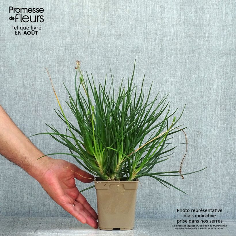 Spécimen de Bulbine frutescens Hallmarck Pot de 1L/1,5L tel que livré en été