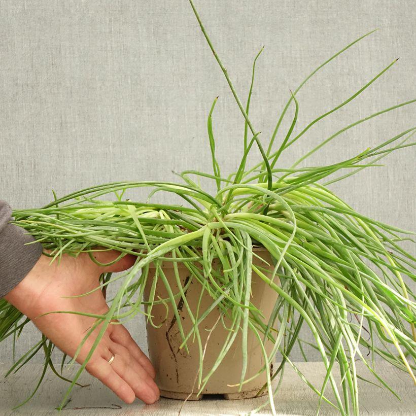 Spécimen de Bulbine frutescens Medicus Pot de 3L/4L tel que livré en été