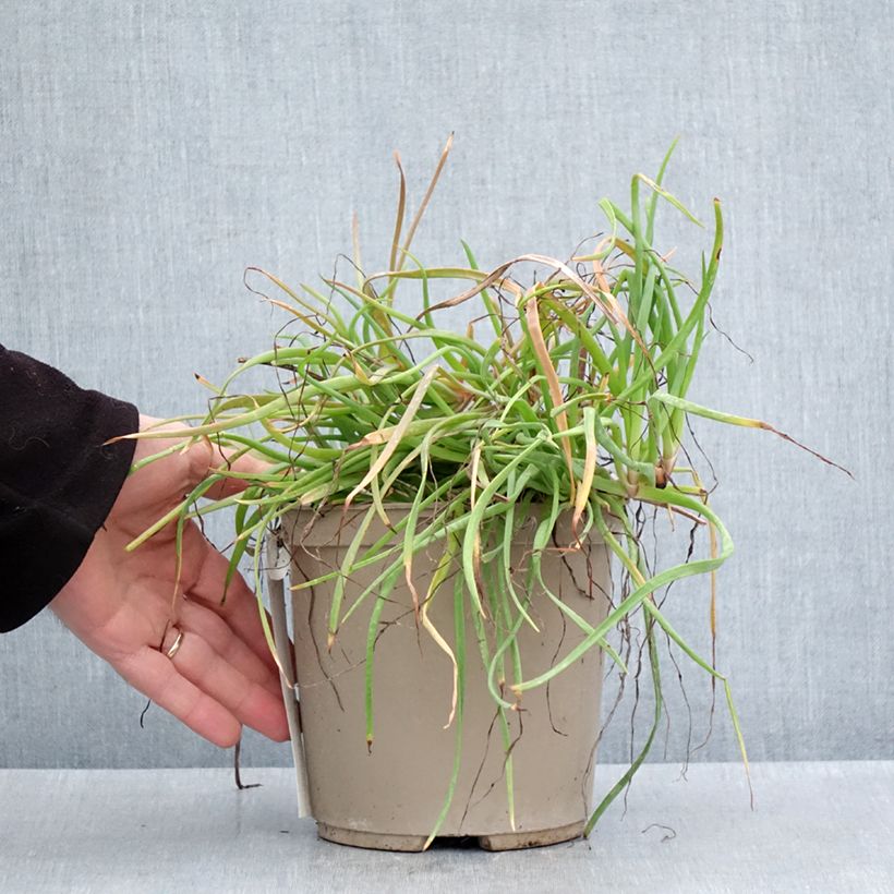 Spécimen de Bulbine frutescens Medicus - Pot de 3L/4L tel que livré au printemps