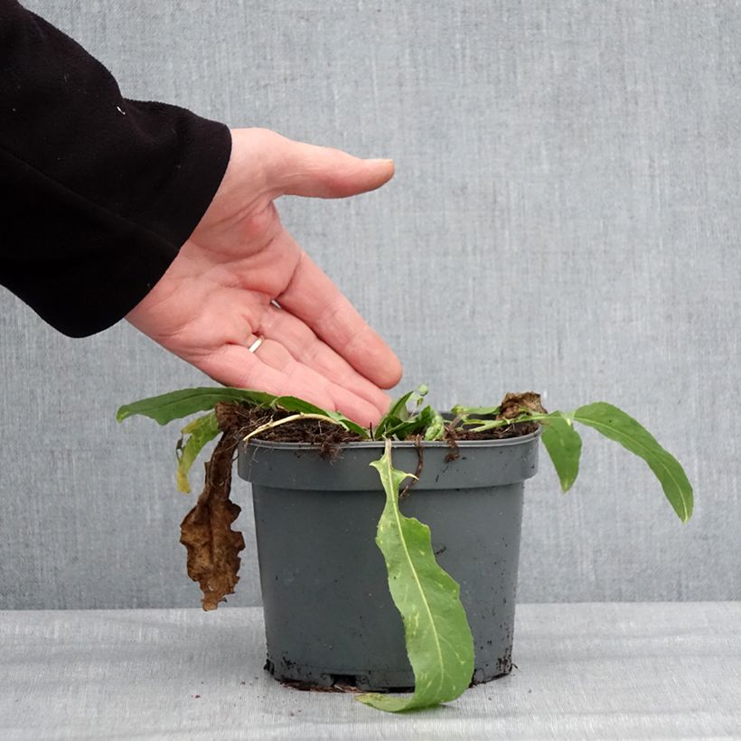 Spécimen de Bunias orientalis - Roquette d’Orient, Bunias d’Orient Pot de 1,5L/2L tel que livré en hiver