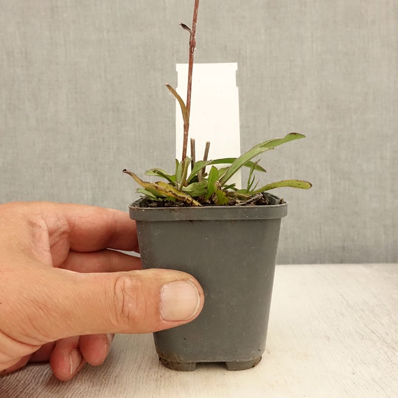 Spécimen de Buphthalmum salicifolium Dora Godet de 8/9 cm tel que livré en été