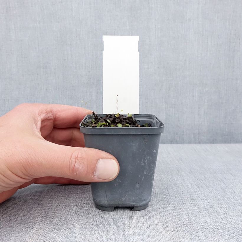 Spécimen de Buphthalmum salicifolium Dora Godet de 9cm tel que livré au printemps