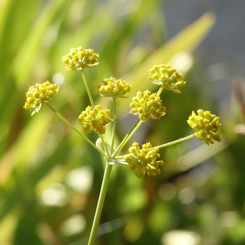 Bupleurum falcatum - Buplèvre en faux (Floraison)