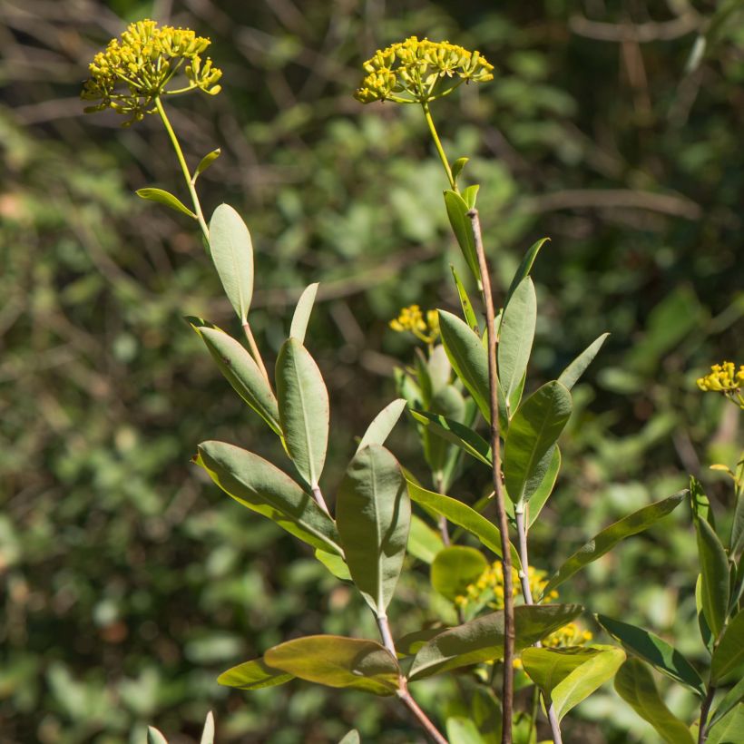 Bupleurum fruticosum - Buplèvre ligneux (Feuillage)