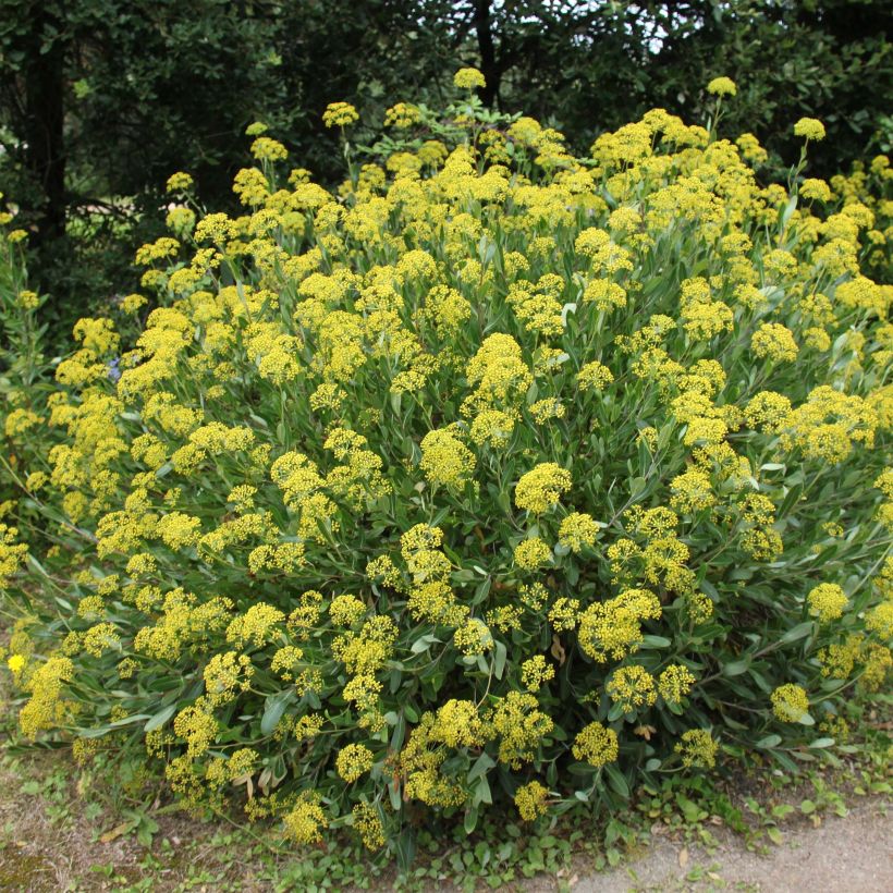 Bupleurum fruticosum - Buplèvre ligneux (Port)